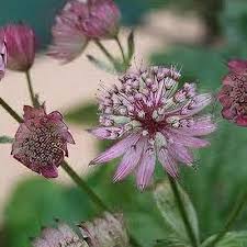 Image result for Astrantia majon `Abbey Road`