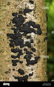 Attēlu rezultāti vaicājumam “Hypoxylon multiforme”