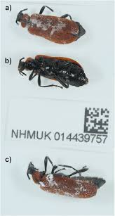 Attēlu rezultāti vaicājumam “Schizotus pectinicornis”