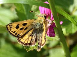 Attēlu rezultāti vaicājumam “Carterocephalus silvicolus”