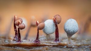 Attēlu rezultāti vaicājumam “Cribraria cancellata macro”