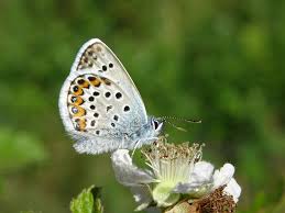 Attēlu rezultāti vaicājumam “Plebejus argus / Plebejus idas”