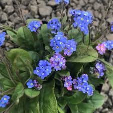 Attēlu rezultāti vaicājumam “Myosotis sylvatica leaf”