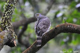 Image result for Goshawks G C