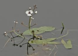 Attēlu rezultāti vaicājumam “Sagittaria sagittifolia fruit”