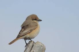 Image result for Lanius isabellinus