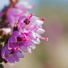 Attēlu rezultāti vaicājumam “Calluna vulgaris fruit”