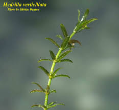 Attēlu rezultāti vaicājumam “Hydrilla verticillata”