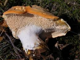 Attēlu rezultāti vaicājumam “Hydnum rufescens”