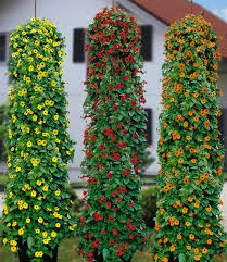 Image result for schwarzäugige Susanne