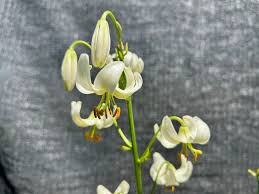 Attēlu rezultāti vaicājumam “Lilium martagon”