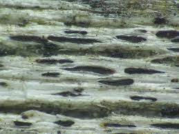 Attēlu rezultāti vaicājumam “Xylographa paralella”