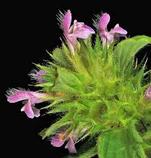 Attēlu rezultāti vaicājumam “Galeopsis bifida”