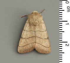 Attēlu rezultāti vaicājumam “Charanyca trigrammica”