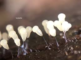 Attēlu rezultāti vaicājumam “Comatricha nigra stalked”