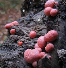 Attēlu rezultāti vaicājumam “Lycogala sphaeroconicum macro”