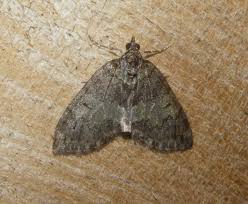 Attēlu rezultāti vaicājumam “Hydriomena impluviata”