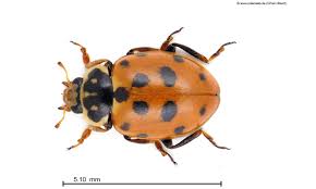 Attēlu rezultāti vaicājumam “Hippodamia tredecimpunctata”