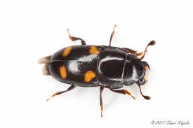 Attēlu rezultāti vaicājumam “Glischrochilus hortensis”