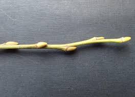 Attēlu rezultāti vaicājumam “Salix aurita bud”
