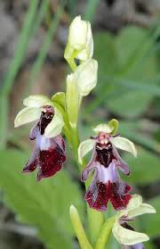 Attēlu rezultāti vaicājumam “Ophrys insectifera”