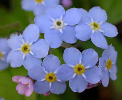 Attēlu rezultāti vaicājumam “Myosotis stricta fruit”