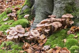 Attēlu rezultāti vaicājumam “fungi”