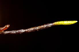 Attēlu rezultāti vaicājumam “Drepanocladus trifarius”