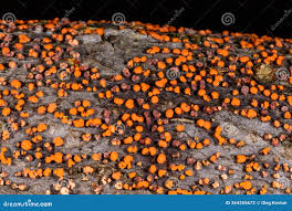 Attēlu rezultāti vaicājumam “Nectria cinnabarina”