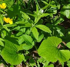 Attēlu rezultāti vaicājumam “Oenothera rubricauli leaf”