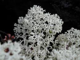 Attēlu rezultāti vaicājumam “Cladonia stellaris”