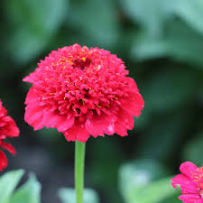 Image result for Zinnia elegans