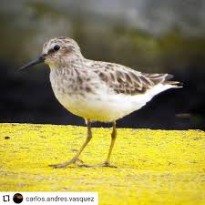 Image result for Calidris minutilla