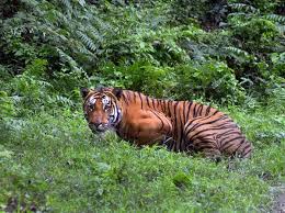 Kuvahaun tulos haulle tigers