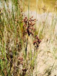 Attēlu rezultāti vaicājumam “Juncus compressus”