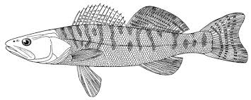 Image result for Sander lucioperca