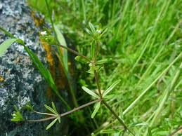 Attēlu rezultāti vaicājumam “Galium trifidum”