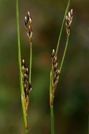 Attēlu rezultāti vaicājumam “Juncus squarrosus”
