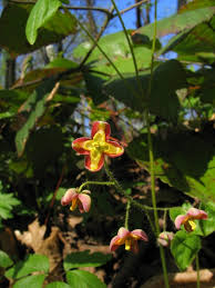Attēlu rezultāti vaicājumam “Epimedium alpinum”