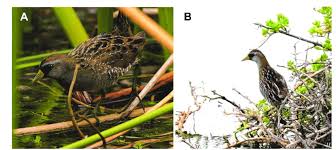 Image result for Porzana carolina