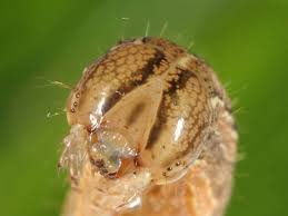Attēlu rezultāti vaicājumam “Leucania comma”