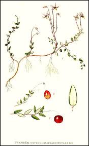 Attēlu rezultāti vaicājumam “Oxycoccus microcarpus”