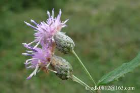 Attēlu rezultāti vaicājumam “Saussurea esthonica flower”
