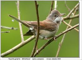 Attēlu rezultāti vaicājumam “Sylvia communis adult”