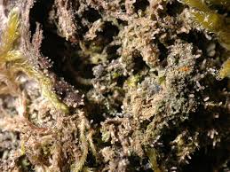 Attēlu rezultāti vaicājumam “Micarea sp.”