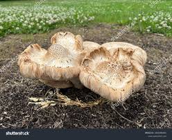 Attēlu rezultāti vaicājumam “Lentinus lepideus”