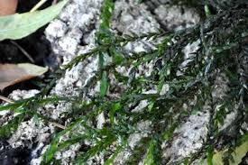 Attēlu rezultāti vaicājumam “Fontinalis antipyretica subsp. gracilis”