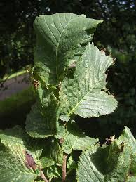 Attēlu rezultāti vaicājumam “Ulmus glabra leaf”