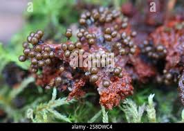 Attēlu rezultāti vaicājumam “Trichia, Hemitrichia sp.”