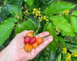 Attēlu rezultāti vaicājumam “Nicotiana tabacum fruit”